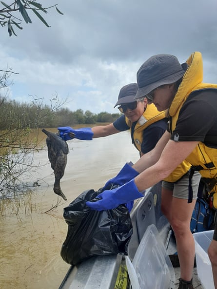 Voluntarios y trabajadores de Fish & Game recogen los cuerpos de pájaros muertos en el humedal de Whangamarino