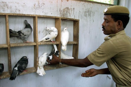Tiempo de alimentación para las aves trabajadoras en su palomar en la sede de Cuttack.