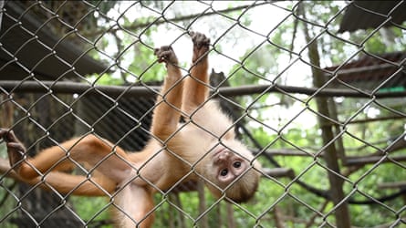 Un mono adulto en un recinto en Amazon Shelter