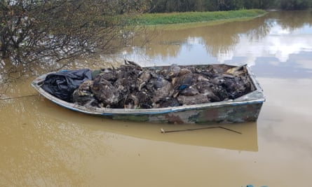 Un barco lleno de cadáveres de pájaros muertos en Whangamarino