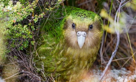 un kakapo