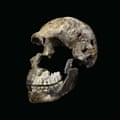 Detalle de la cabeza esquelética de un miembro de la especie Homo naledi, que tenía un cerebro del tamaño de una naranja.