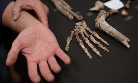 Una fotografía de una mano humana en comparación con los pequeños huesos de Homo naledi. 