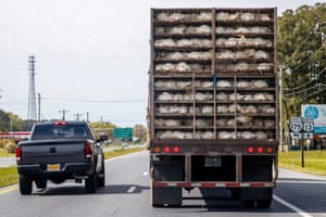 Un camión cargado de pollos conduce por la carretera para entregar aves de corral a una planta empacadora de carne.