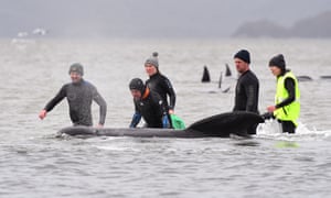 Los miembros de un equipo de rescate se paran con una ballena en un banco de arena cerca de Strahan.