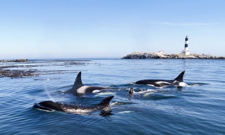 Un grupo de orcas, orcas, en la superficie de un mar.