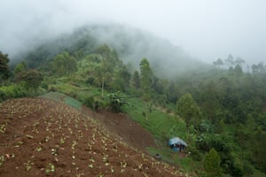 Una granja en Cipaganti, Garut, Java, Indonesia.