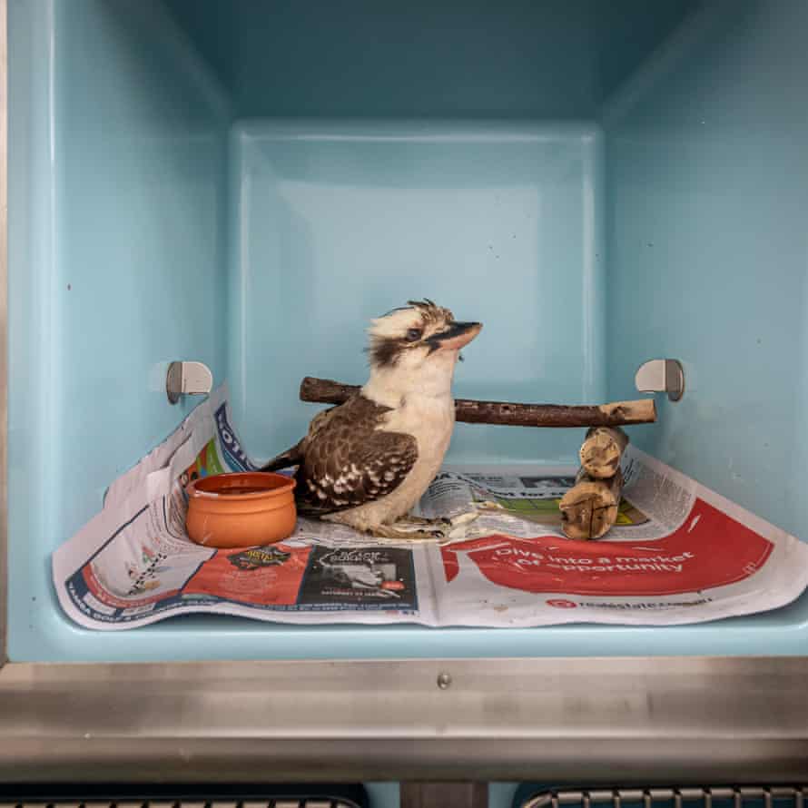 Un Kookaburra en una jaula en recuperación.