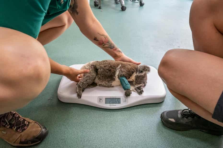 Una hembra de 12 meses anestesiada koala joey