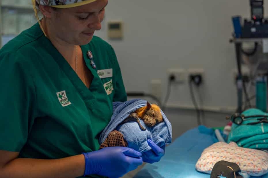 Un zorro volador de cabeza gris (Pteropus poliocephalus) recuperándose de ser anestesiado