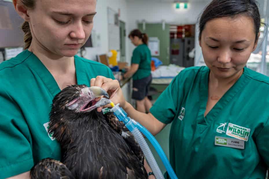 El águila australiana de cola de cuña está anestesiada