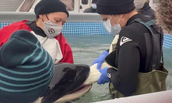 La gente ayuda a alimentar a Toa, el bebé orco, en una piscina especialmente construida.