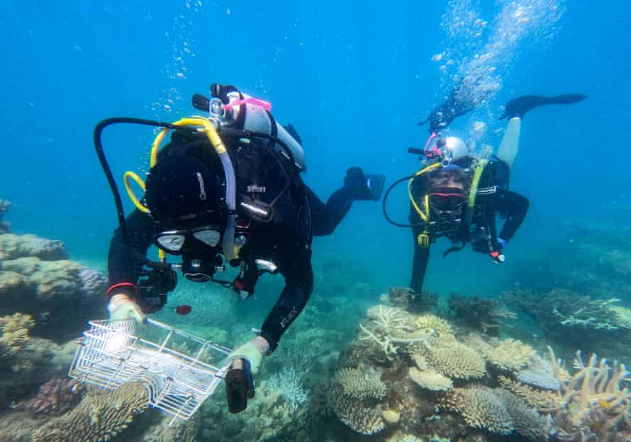 Investigador recolecta coral en los arrecifes Wood y Martin
