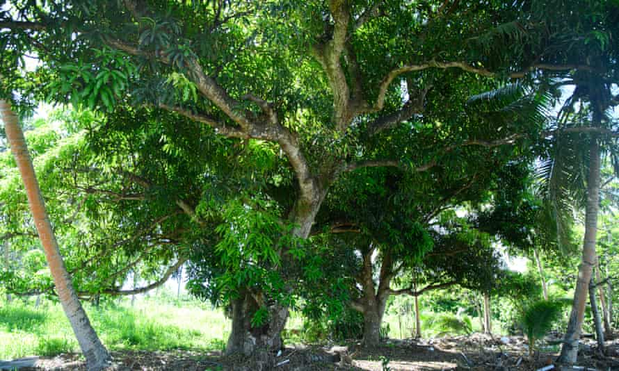 El árbol de mango al que trepó la familia Paea para escapar del tsunami.