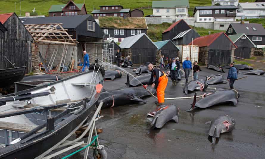 Una docena de ballenas muertas en un puerto de las Islas Feroe.