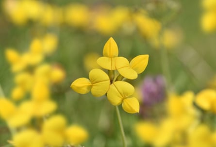 El trébol común es una flor típica de las praderas que acepta insectos.