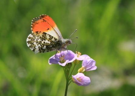 Mariposa de punta naranja en la flor de una bata de dama.